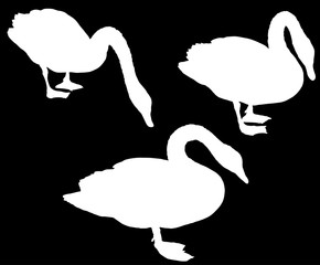 three standing swans group isolated on black