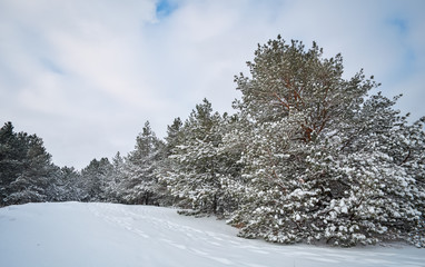 Majestic white spruces, covered with hoarfrost and snow, glowing by sunlight. Picturesque and gorgeous wintry scene.  Blue toning. Happy New Year! Beauty world.