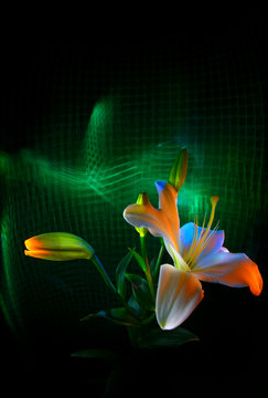 Flower and buds of white lilies, pistil and stamens, painted by light on a colorful background, improvisation with green light on a black background