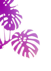 pink lilac violet white different tropical texture green leaves pattern background natural fine art postcard fresh summer monstera