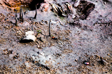 Fototapeta premium small fiddler crab near the river, riddle crab on mangrove forest, early stage of mangrove forest