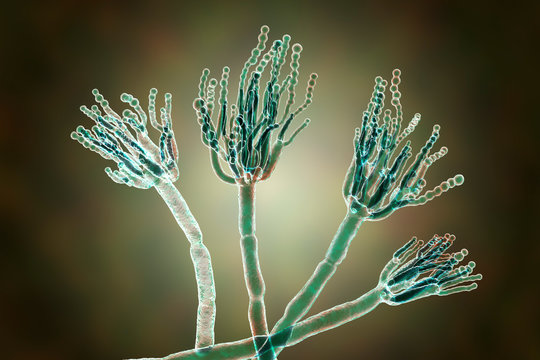 Fungi Penicillium which cause food spoilage and are used for production of the first antibiotic penicillin. 3D illustration showing spores conidia and conidiophore