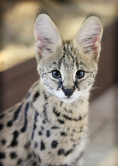 Fototapeta premium close-up portrait of serval