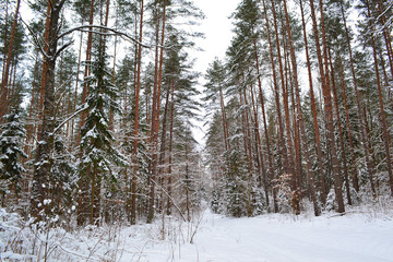 Winter holiday concept. Russian snowy forest. Winter hiking.