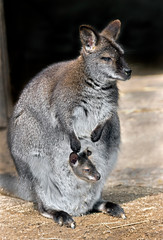 Bennett's wallaby female with her kid in the pouch. Latin name - Macropus rufogriseus © Mikhail Blajenov