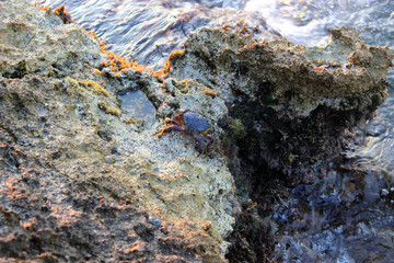 Crab on a rock by the sea