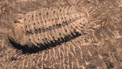 Fototapeta na wymiar fossil trilobites imprinted in the sediment. 4 Billion Year old Trilobite