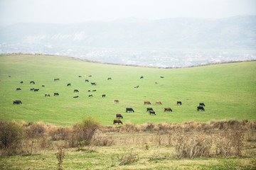 Obraz na płótnie Canvas scenic spring landscape of highland pasture with cattle