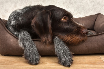 hunting dog resting in a dog bed