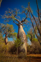 Tableaux ronds sur aluminium brossé Baobab Paysage avec Adansonia grandidieri baobab dans le parc national de Reniala, Toliara, Madagascar
