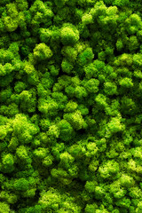 Green moss on old office floor. interior design. top view close up