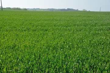 A field of  youngs cereals
