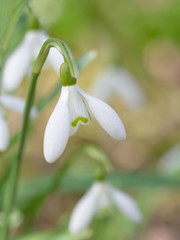 Obraz premium Schneeglöckchen (Galanthus), Blüte (Nahaufnahme)