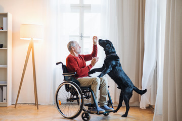 A disabled senior man in wheelchair indoors playing with a pet dog at home.