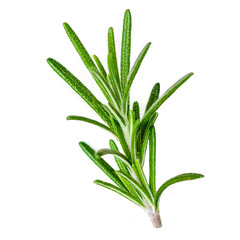 Rosemary organic  herb isolated on the white background, macro. Flat lay