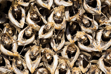 Cod stockfish drying on sun
