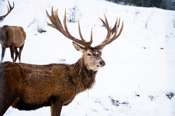 The red deer or the Carpathian deer is found on an area of approximately 1000 km, the area where  the Carpathians lie in Romania. The population is well represented in the  mountains 