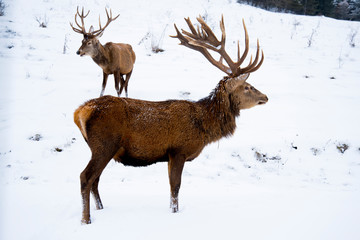 The red deer or the Carpathian deer is found on an area of approximately 1000 km, the area where  the Carpathians lie in Romania. The population is well represented in the  mountains 