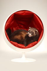 Ferret portrait in studio with white/red chair