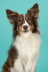 Portrait of miniature american shepherd dog on a turquoise blue background