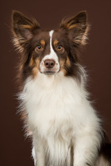 Portrait of miniature american shepherd dog looking at the camera on a brown background