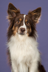 Portrait of miniature american shepherd dog looking at the camera on a lavender purple background