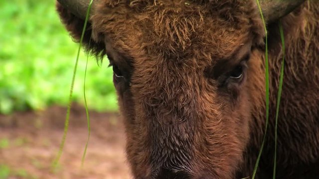 European bison, Poland, Podlasie, close plan 