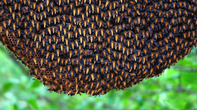 Close up giant size beehive on a tree in nature.
