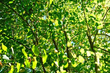 Tree at summer
