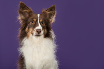 Portrait of miniature american shepherd dog glancing away on a deep purple background in a horizontal image