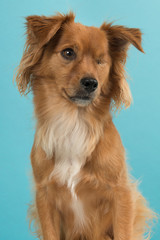Portrait of a pretty mixed breed handicapped one eyed dog glancing away on a blue background in a vertical image