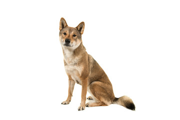 Skikoku dog sitting and looking at the camera isolated on a white background