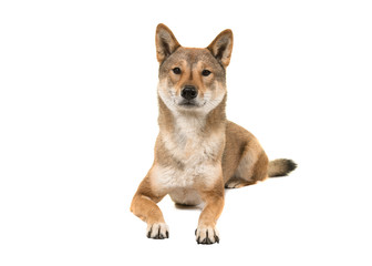 Skikoku dog lying down and looking at the camera isolated on a white background