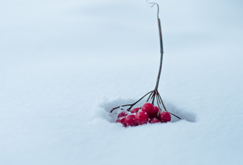 the branch guelder rose lies on white snow. Beautiful winter background with guelder rose