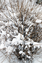 Snow covered branches of a bush in winter