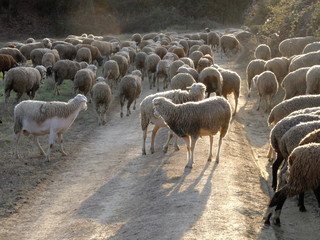 transhumance en Provence