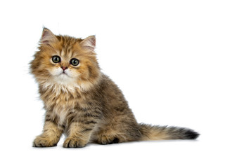 Cute golden British Longhair cat kitten,  sitting side ways. Looking at lens with big green eyes. Isolated on white background.