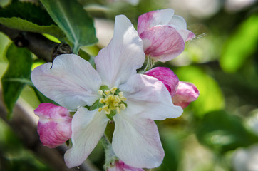 APPLE TREE - Flowers in on fruit trees in orchards
