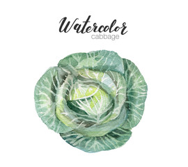 Illustration of watercolor vegetable. food hand drawn cabbage