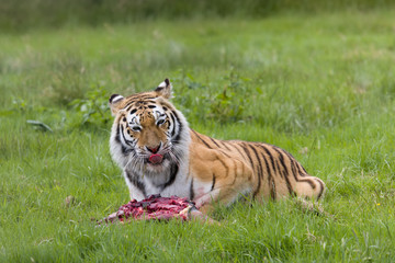 Amur tiger having lunch