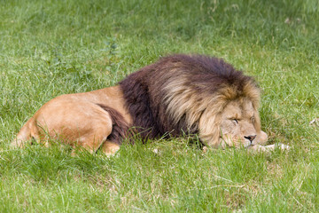 Young male African lion sleeping - Powered by Adobe