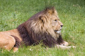 Young male African lion