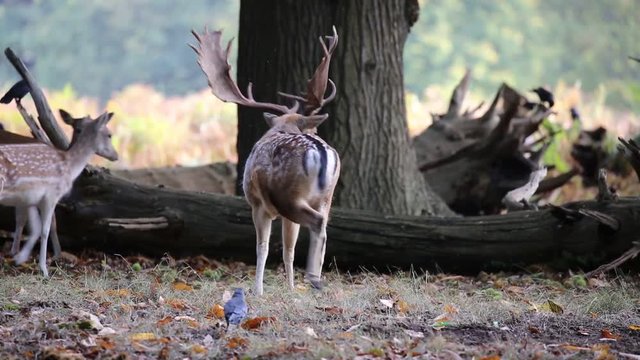 Fallow deer in Richmond Park