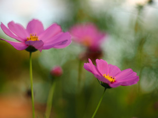 Obraz premium cosmos in park blooming sweet and green park