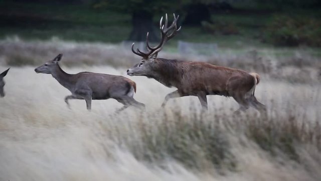Red deer in Richmond Park