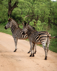 Fototapeta na wymiar Zwei Zebras auf Wanderschaft