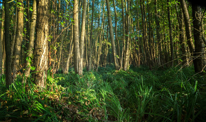 high grass in a humid deciduous forest, nature background