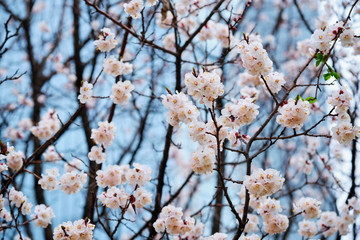 Blooming sakura flowers close up