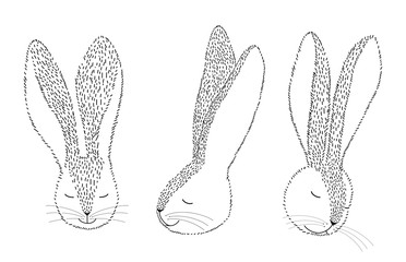 Graphic drawing of a hare's head in line art on a white background. Drawing at different angles. Black and white drawings of the head of a hare are drawn in strokes.