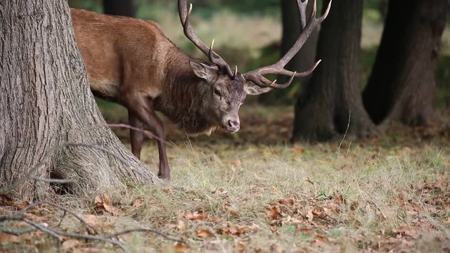 Red deer in Richmond Park during the rutting season.